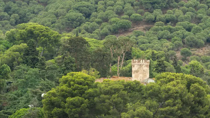 Pinar de Collserola